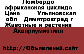 Ломбардо - африканская цихлида › Цена ­ 50 - Ульяновская обл., Димитровград г. Животные и растения » Аквариумистика   